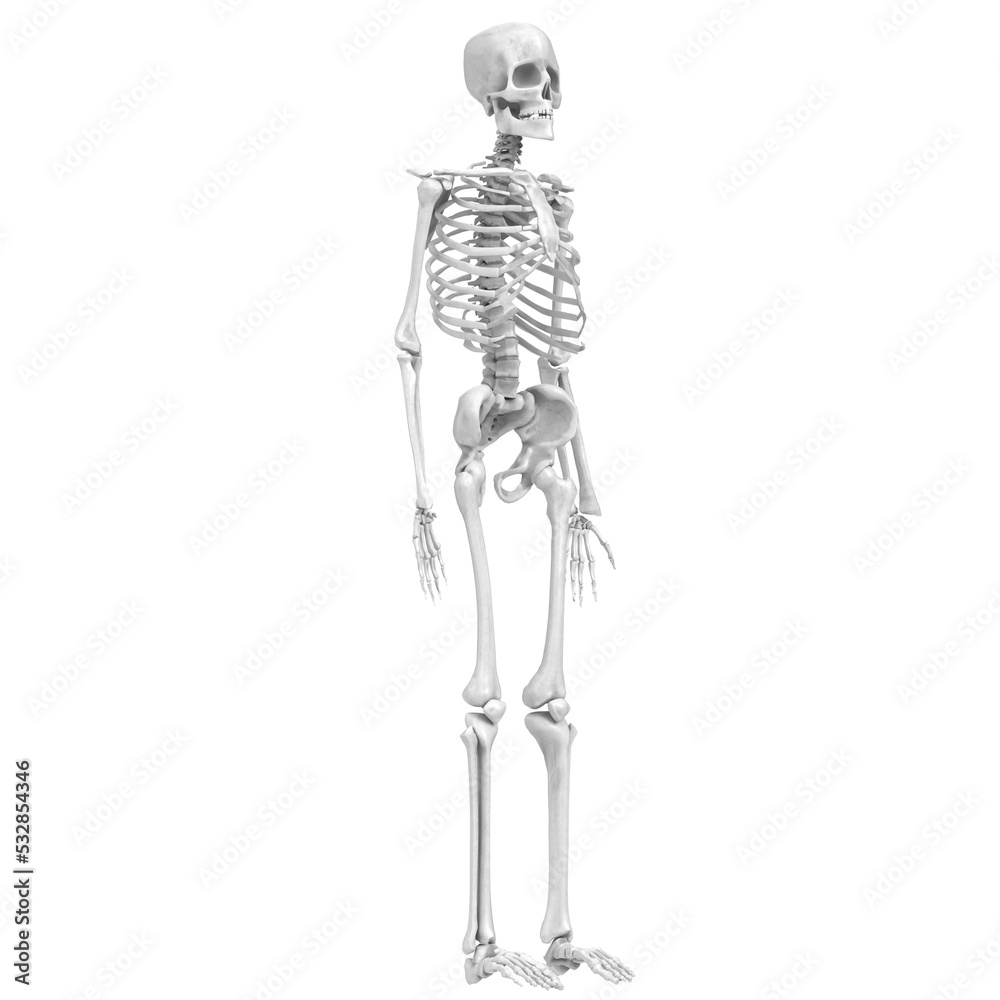3d rendering illustration of a human skeleton 3d rendering illustration of a human skeleton