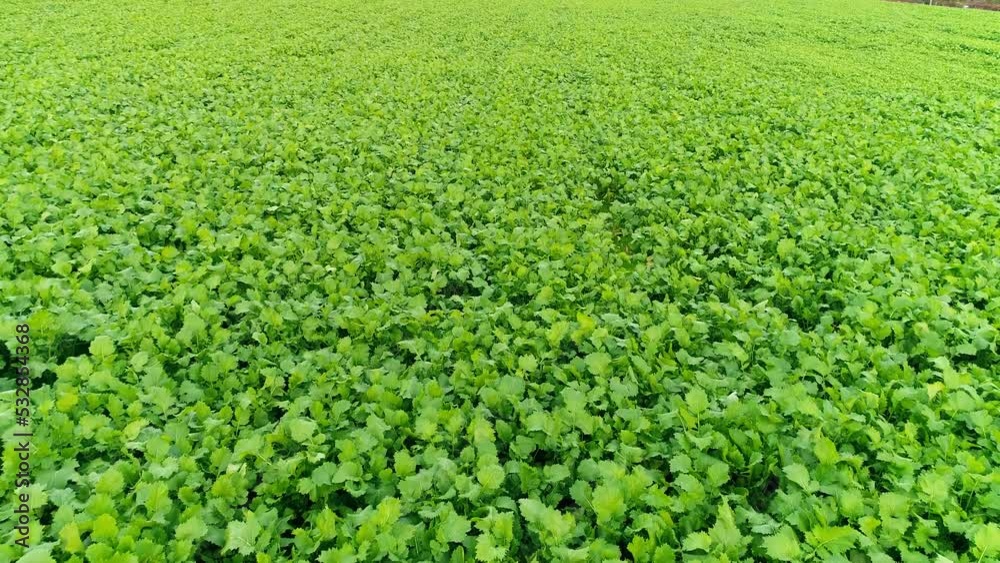 Fresh and Green Vegetables on Agriculture Field. Healthy Food Concept. 4k Background Fresh and Green Vegetables on Agriculture Field. Healthy Food Concept. 4k Background