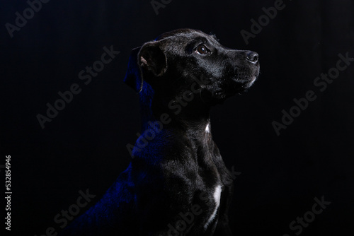 Perros El mejor amigo