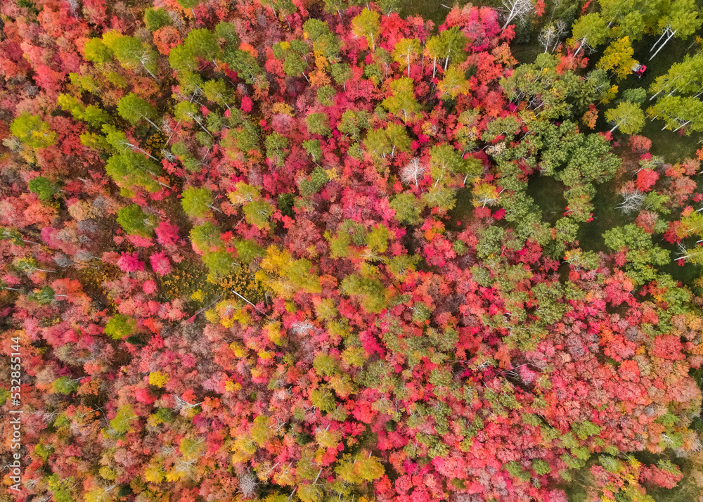 Colorful fall foliage in Wasatch mountains Utah.
