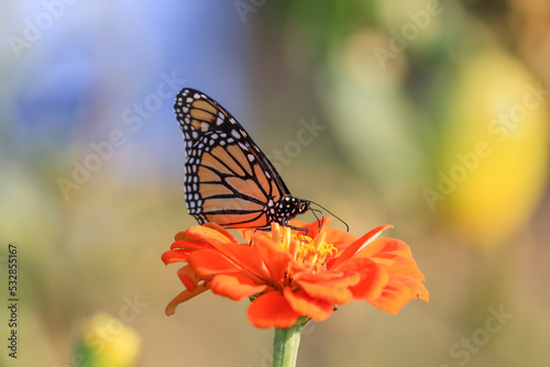 Close up view of Monarch butterfly on a daisy flower collecting pollen