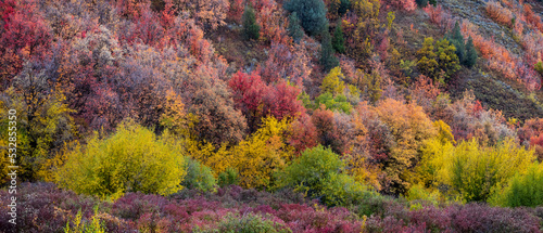 Colorful fall foliage at South Fork Ogden canyon in Utah.