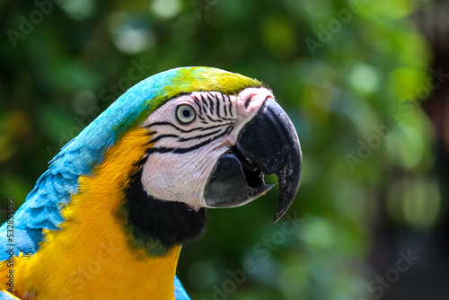 Guacamaya face