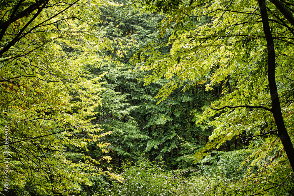 Green forest at dawn is a wonderful summer landscape. Green forest at dawn is a wonderful summer landscape.