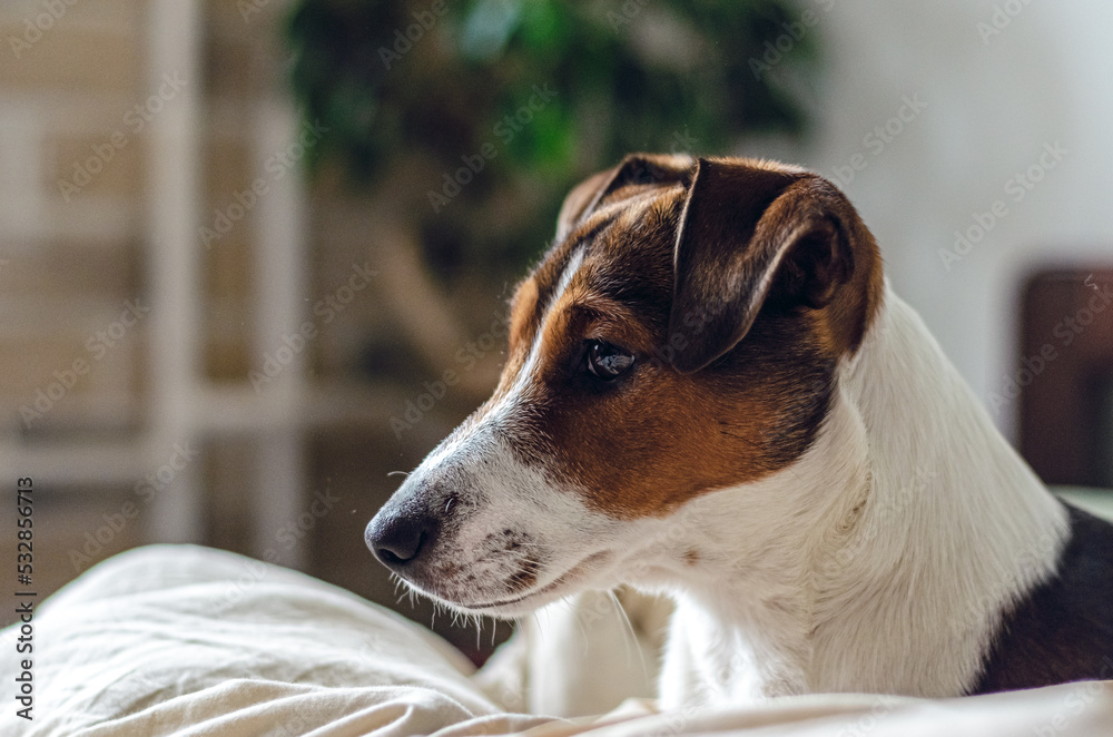 Dog breed Jack Russell Terrier in bed.