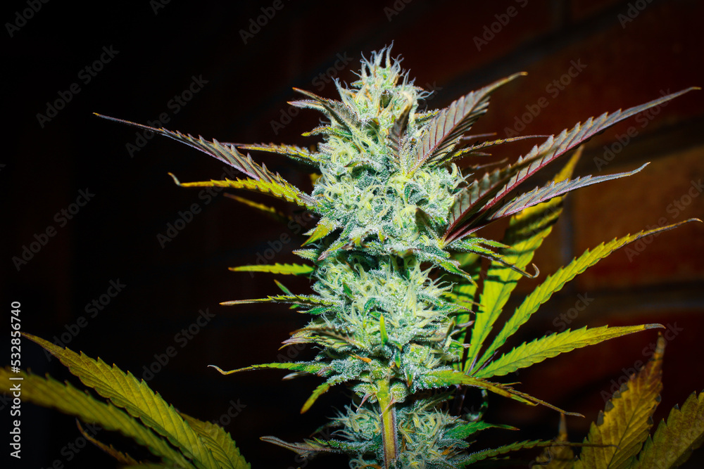 Cannabis plant panoramic banner. Marijuana flowers with yellow stigmas and green leaves. Growing cannabis for medical purposes Cannabis plant panoramic banner. Marijuana flowers with yellow stigmas and green leaves. Growing cannabis for medical purposes