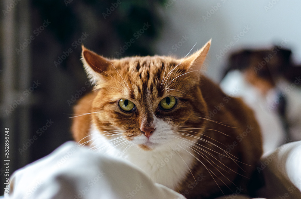 Angry ginger cat in bed.