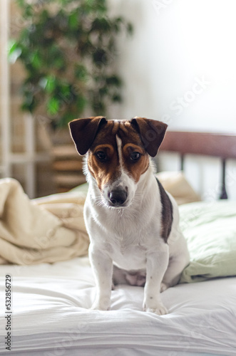Dog breed Jack Russell Terrier in bed.