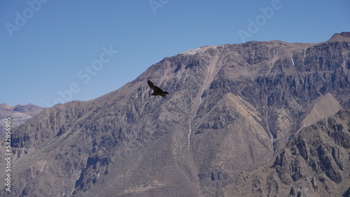 Le Canyon du Colca, grande observation des vols des condors, oiseau iconique du Pérou, coin touristique, region de hautes montagnes  photo