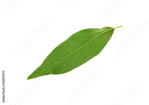 Green peach tree leaf isolated on white
