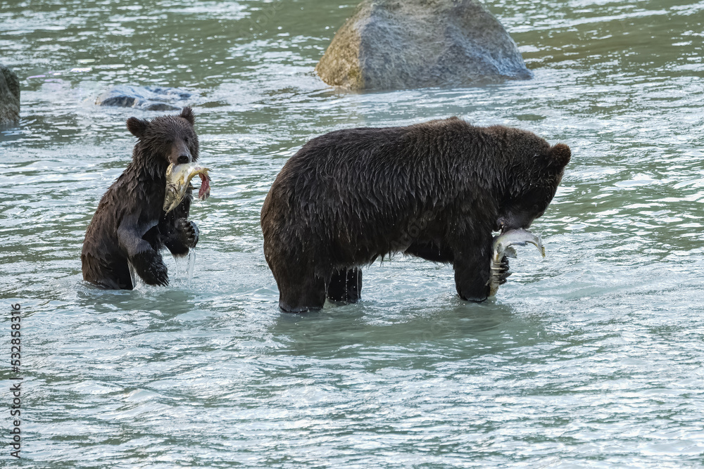 Grizzlys fishing salmon in Alaska, mother with cub. Grizzlys fishing salmon in Alaska, mother with cub.
