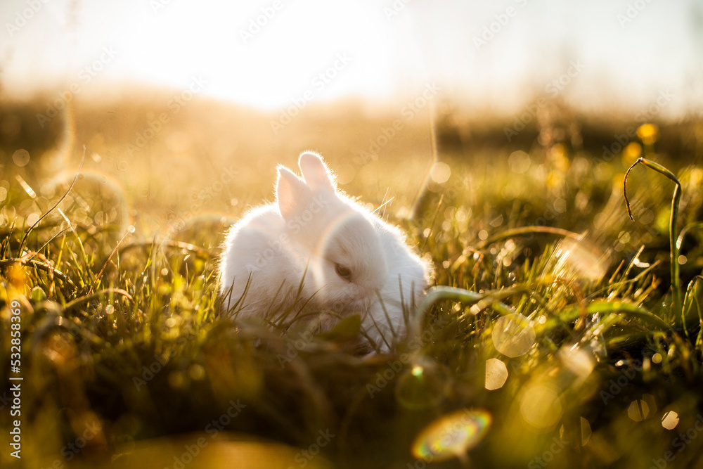 lapin lapin