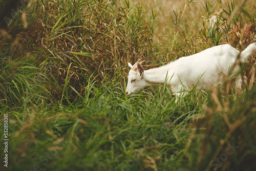 Dairy goats on a small farm in Ontario, Canada. Saanan and Alpine goat herd grazing in a hayfield.