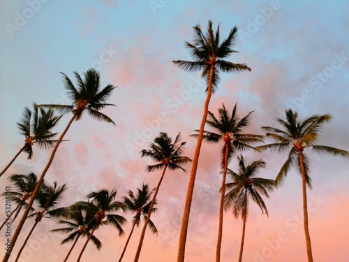 Fototapeta Naklejka Na Ścianę i Meble -  palm trees silhouette, Vanilla sky