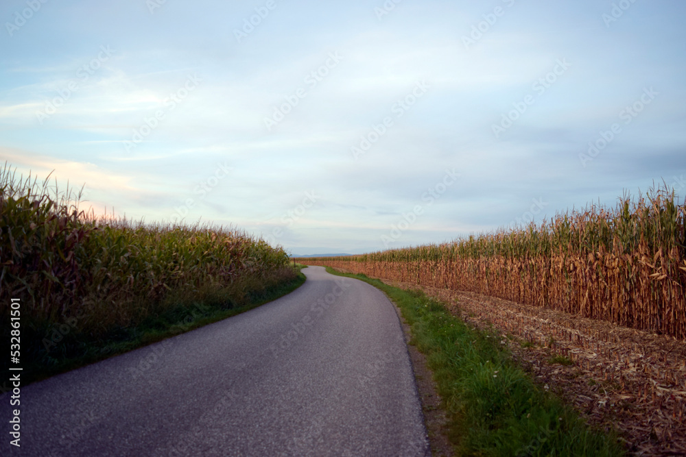Road in the cornfields 