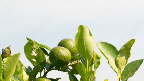 Key lime, fruit with a sour taste to complement the dish. With various advantages, providing a unique taste and health benefits, herbal medicine for whooping cough