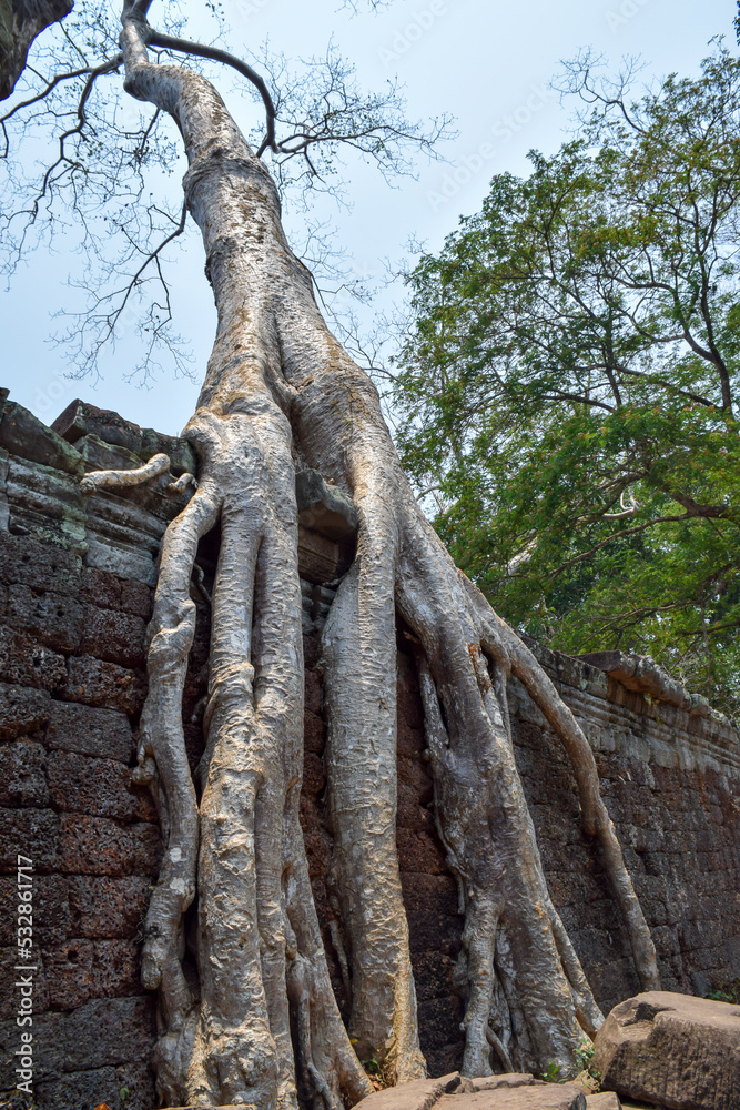 The Preah Khan temple complex situated at the northern edge of the Angkor Archaeological Park is one of the most significant buildings erected during the ancient Khmer empire.