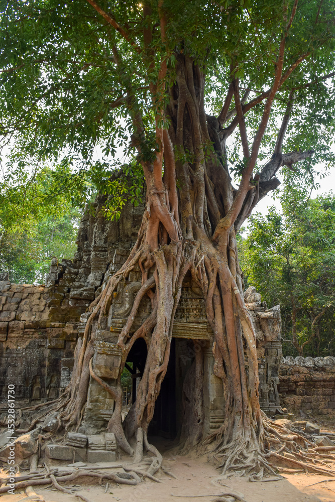 Tree roots hugging the Khmer building. Ta Som Prasat Ta Saom, part of Khmer Angkor temple complex, Cambodia