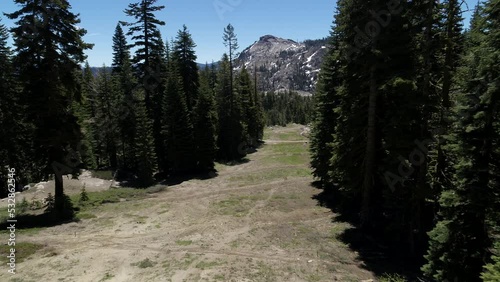 Low aerial flying through grassy green ski run between pine trees in summer at ski resort in Sierra Nevadas on Donner Pass, California