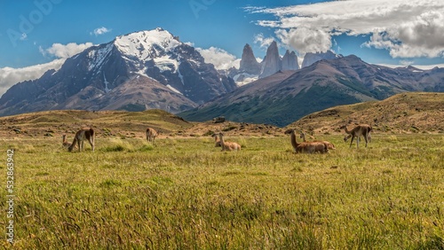 Wide shot of a herd of Guanacos grazing and resting in the foothills of the Torres del Paine mountain range with the massif Paine Grande and the Cuernos Del Paine in the background © Henri