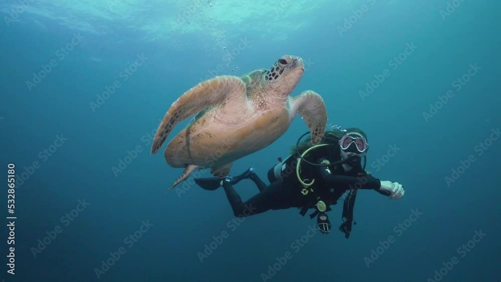 Green Sea Turtle swims and interacts with female scuba diver. Camera tracks right following the diver and turtle. Underwater shot scuba diving on the Great Barrier Reef on full frame film camera.