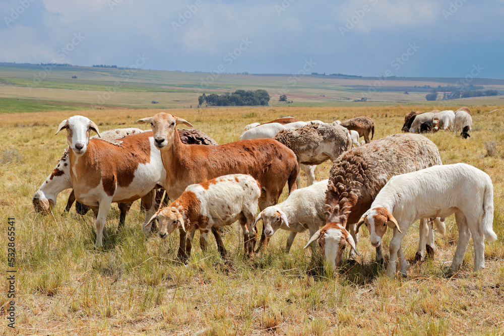 Meatmaster sheep - indigenous sheep breed of South Africa - on rural farm. Meatmaster sheep - indigenous sheep breed of South Africa - on rural farm.
