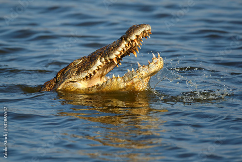 Portrait of a large Nile crocodile (Crocodylus niloticus) with open jaws in water, Kruger National Park, South Africa.