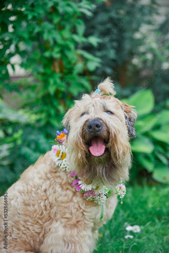 Fluffy Dog of the Irish soft coated wheaten terrier breed in a wreath of bright flowers in a green clearing. Fluffy Dog of the Irish soft coated wheaten terrier breed in a wreath of bright flowers in a green clearing.