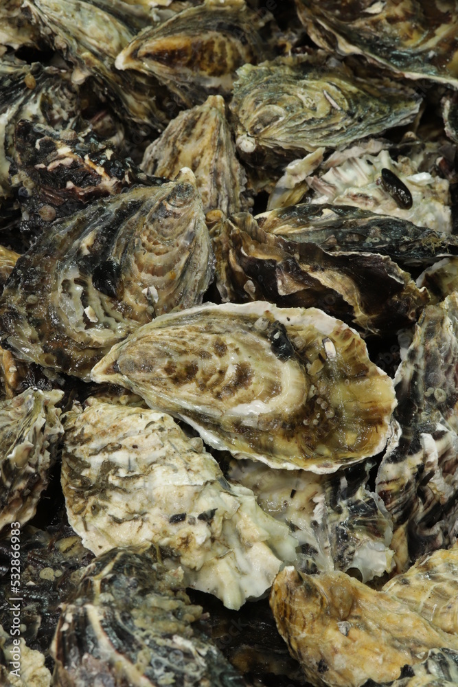 Ostras Crua / Raw Oysters