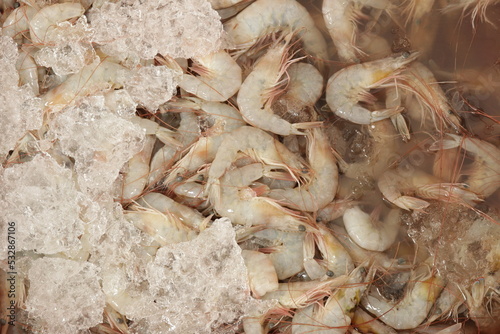 Camarão Branco Congelado / Frozen White Shrimp