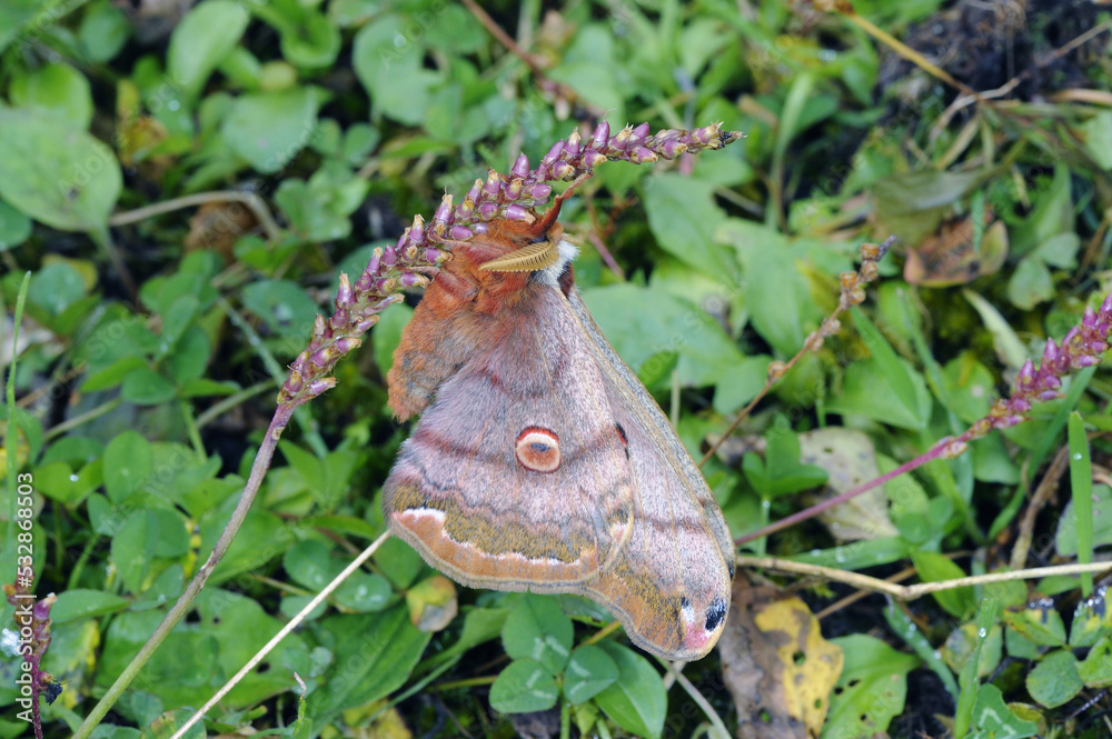 Fototapeta premium 翅を閉じたヒメヤママユの雄（北海道・知床） 