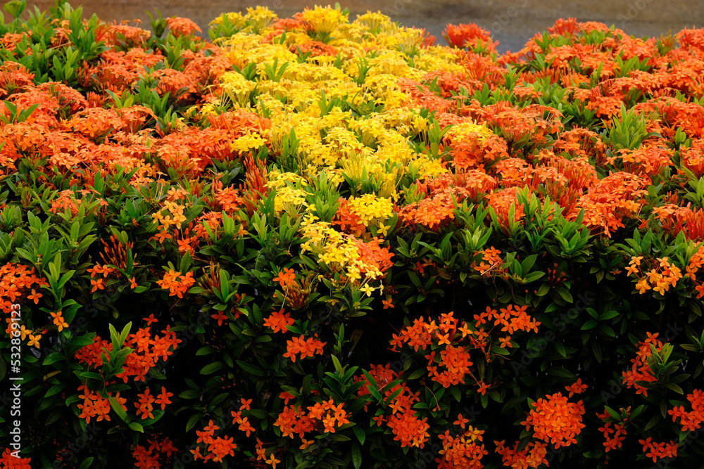 red and yellow flowers