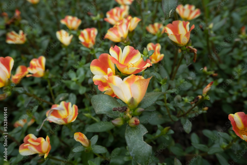 orange and yellow flowers