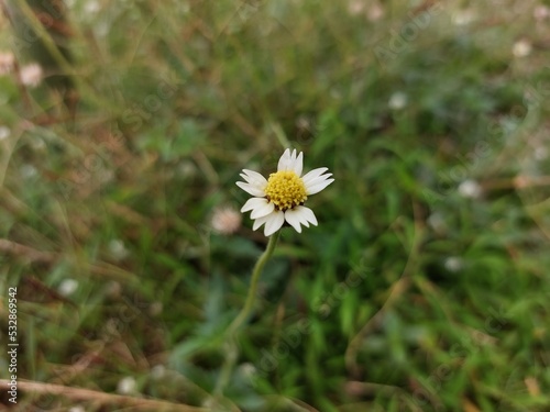 flowers with yellow and white color, from the plant tridax procumbens