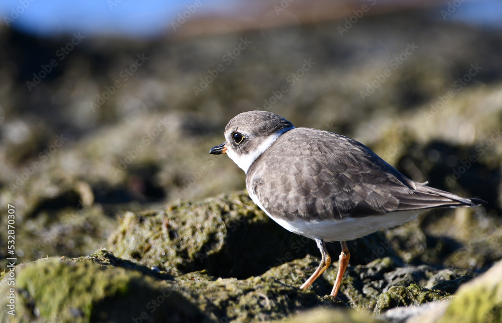 Cute little Semipalmated Plover bird walks along moss and algae covered rocks along the shore of Lake Ontario
Cute little Semipalmated Plover bird walks along moss and algae covered rocks along the shore of Lake Ontario