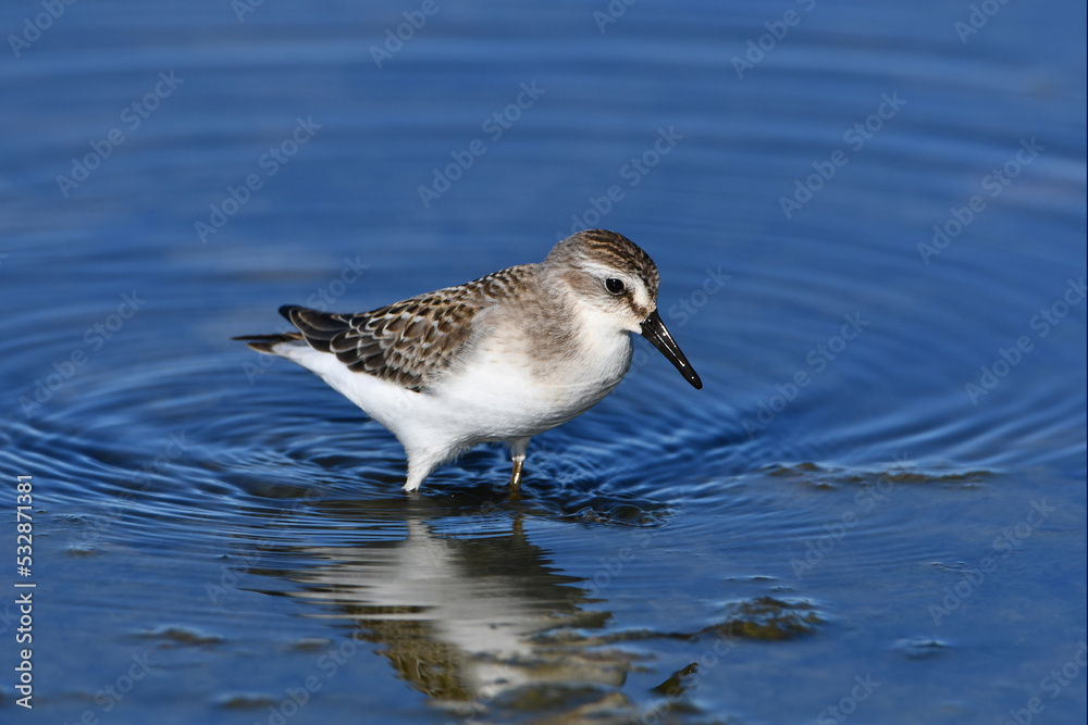 A Sanderling Sandpiper bird wading along shoreline