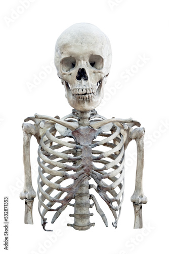 Portrait of human skeleton isolated