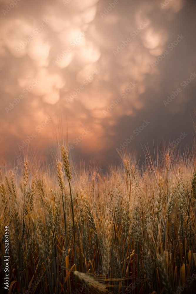 Phenomenon mammatus clouds and the green wheat field in the sunset