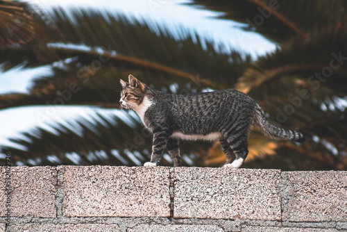 Gato parado sobre una barda photo