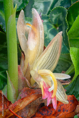 Myoga or Japanese Ginger (Zingiber mioga - Zingiberaceae). Flowers photo