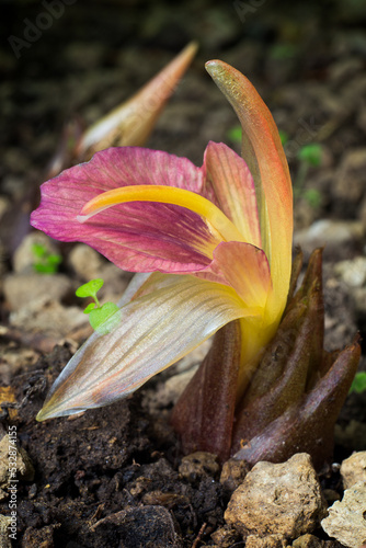 Myoga or Japanese Ginger (Zingiber mioga - Zingiberaceae). Flowers photo