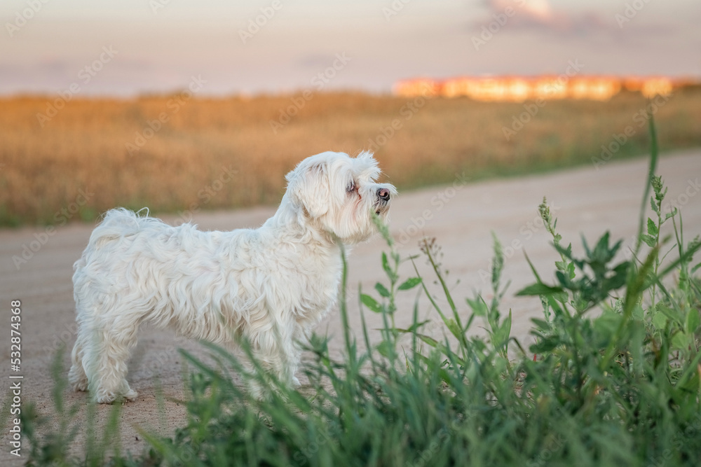 Beautiful purebred Maltese on a walk in the field.