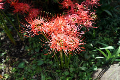 Lycoris radiata                                                                             