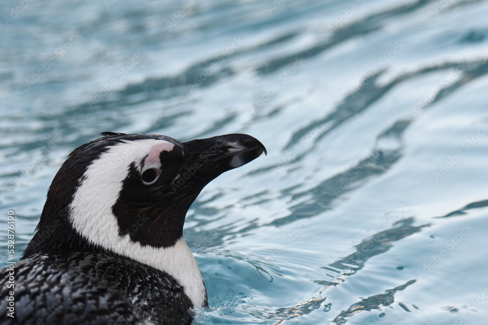 Fototapeta premium ケープペンギン