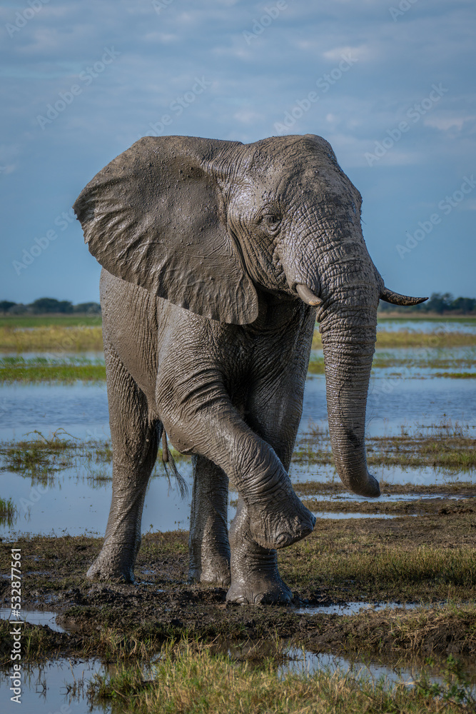 African elephant covered in mud lifting foot