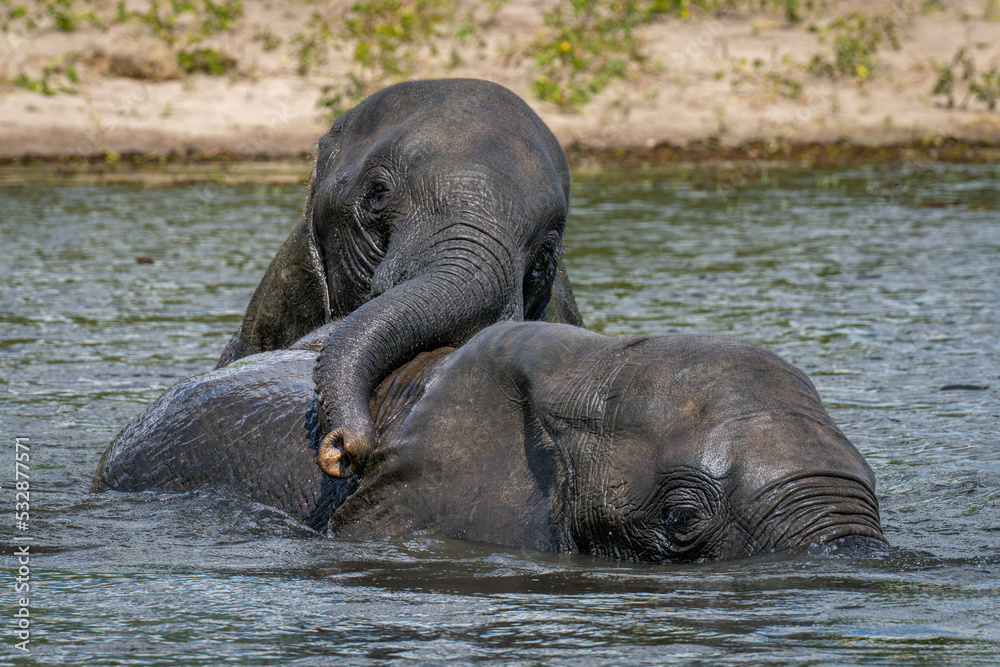 African elephant leans on another in river