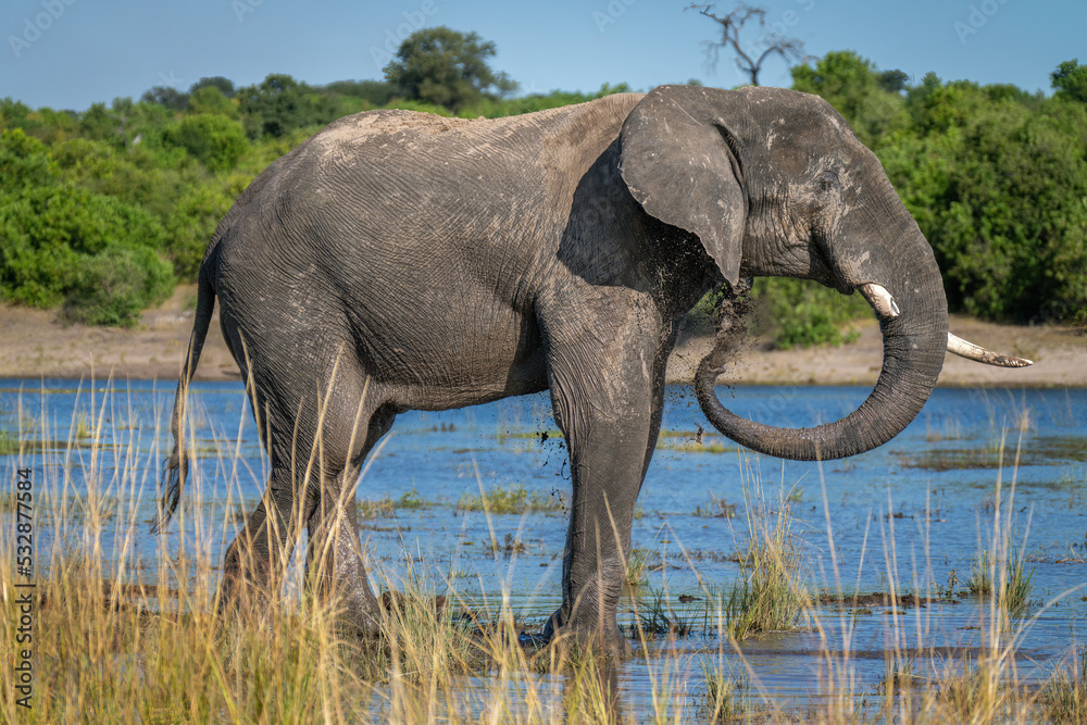 Fototapeta premium African elephant standing in river blowing mud