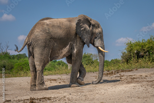 African bush elephant walks along sandy beach