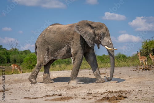 African bush elephant walks along sandy riverbank