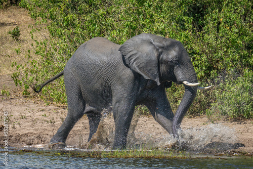 African bush elephant walks splashing through river